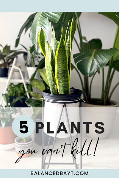 5 plants you can't kill, sanseveria, large plants display