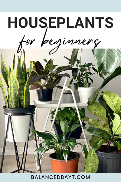 houseplants for beginners, plants in vases