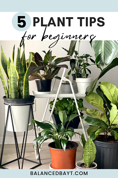 green plants, sanseveria, aloe vera, plant care for beginners